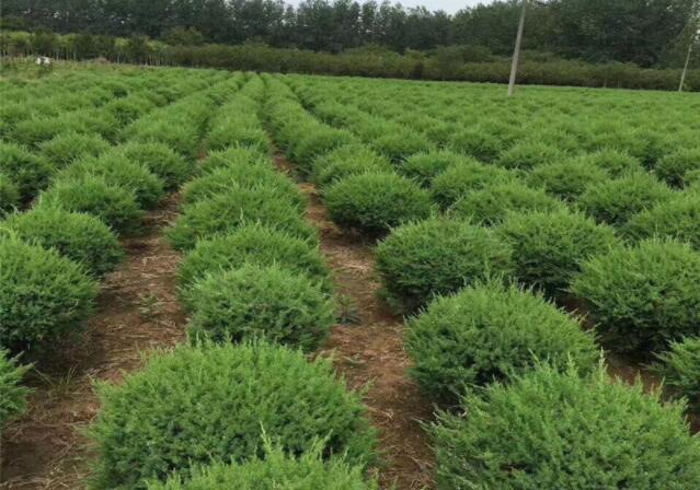 返鄉大學生建成彩葉苗木